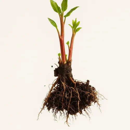Knotweed